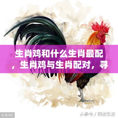 生肖鸡的最佳生肖配对伴侣寻找