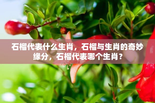 石榴与生肖的奇妙关联,石榴究竟代表哪个生肖?