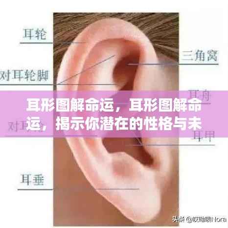 耳形图解命运,揭示性格与未来走向的奥秘