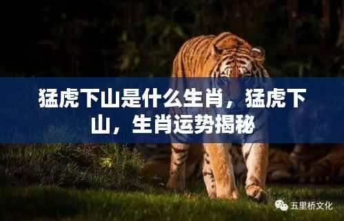 猛虎下山,揭秘生肖运势与神秘力量