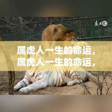 属虎人一生的命运,潜力、挑战与成就的探索