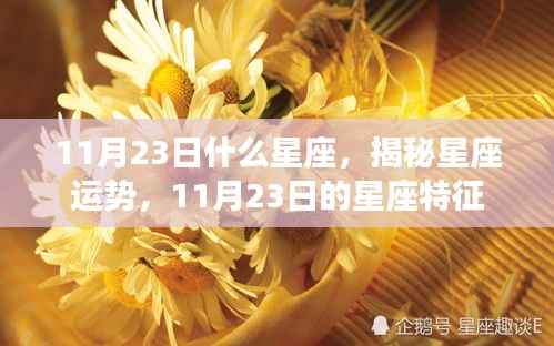 揭秘11月23日星座特征,运势与性格解析