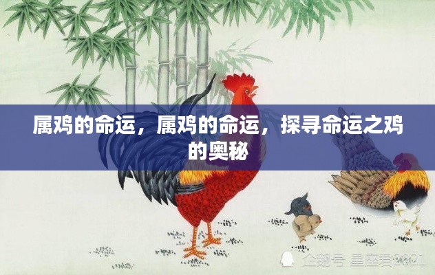 探寻属鸡人的命运奥秘,命运之鸡的解析与洞察