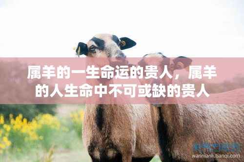 属羊人的命运贵人,生命中不可或缺的支撑力量