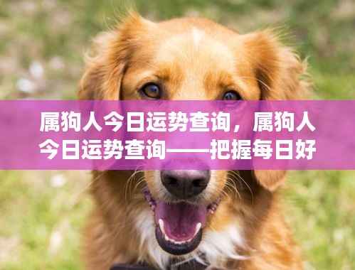 属狗人今日运势解析,把握每日好运,展望美好明天