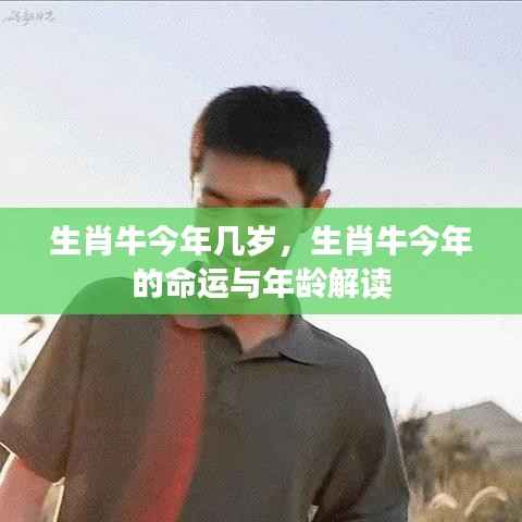 生肖牛今年命运与年龄解读,揭秘生肖牛的年龄与运势表现
