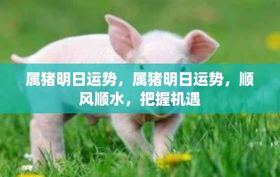 属猪明日运势大揭秘,顺风顺水,把握机遇的关键时刻