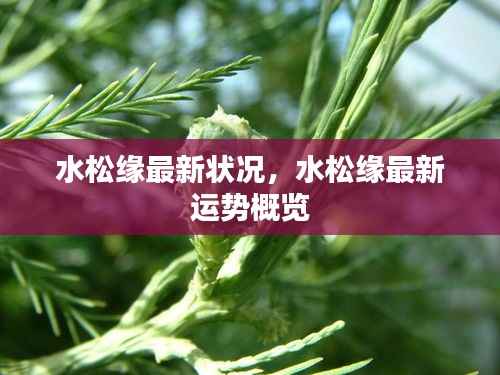 水松缘最新状况与运势概览