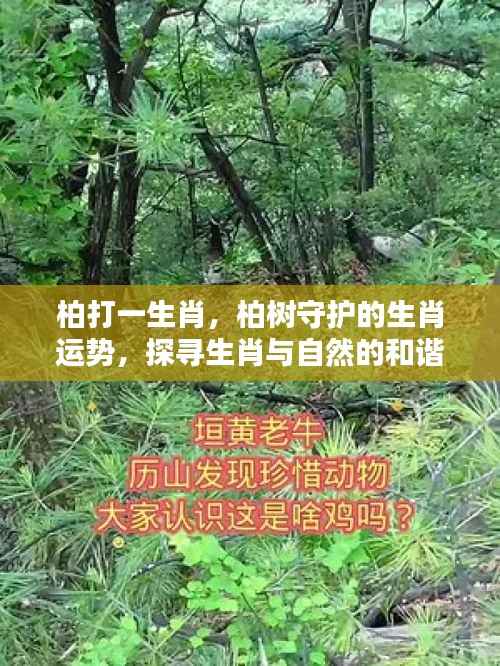 柏树守护的生肖运势揭秘,探寻生肖与自然的和谐共生之道