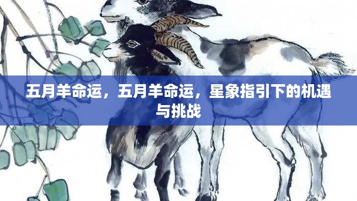 五月羊命运,星象指引下的机遇与挑战揭秘