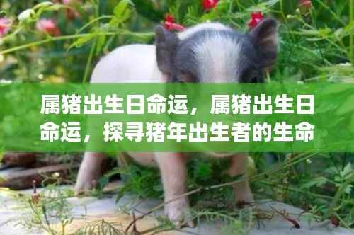 猪年出生者的命运密码,探寻属猪者的生命轨迹与命运起伏
