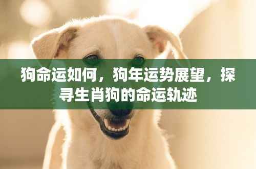 生肖狗命运展望,探寻狗年运势与命运轨迹