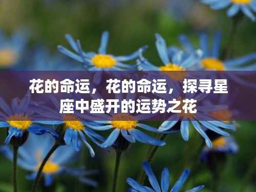 星座运势之花,探寻盛开命运与运势之谜