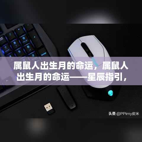 属鼠人出生月命运解析,星辰指引下的未来展望
