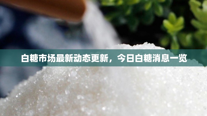 白糖市场最新动态更新,今日白糖消息一览