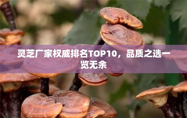 灵芝厂家权威排名TOP10,品质之选一览无余