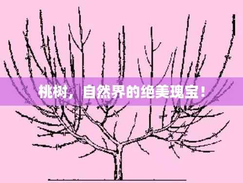 桃树,自然界的绝美瑰宝!