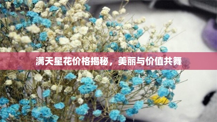 满天星花价格揭秘,美丽与价值共舞