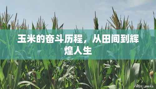 玉米的奋斗历程,从田间到辉煌人生