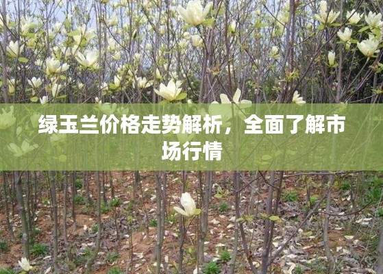 绿玉兰价格走势解析,全面了解市场行情