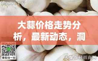 大蒜价格走势分析,最新动态,洞悉未来趋势(五月二十六日)