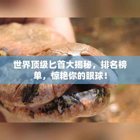 寥若晨星 第2页